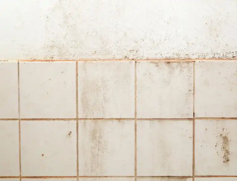 Mouldy Tiles